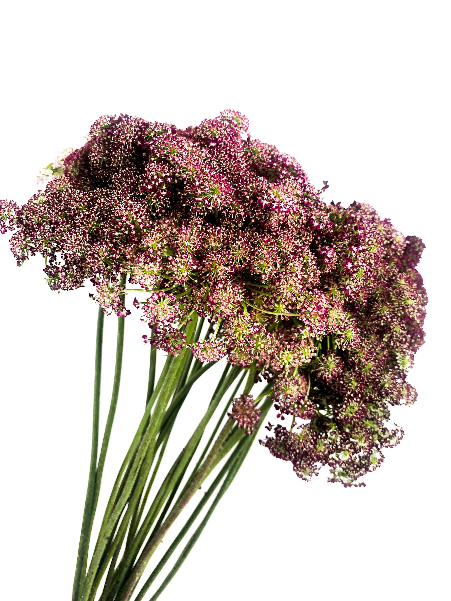 Daucus