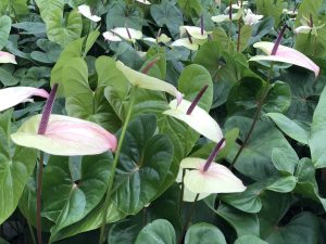 Anthurium