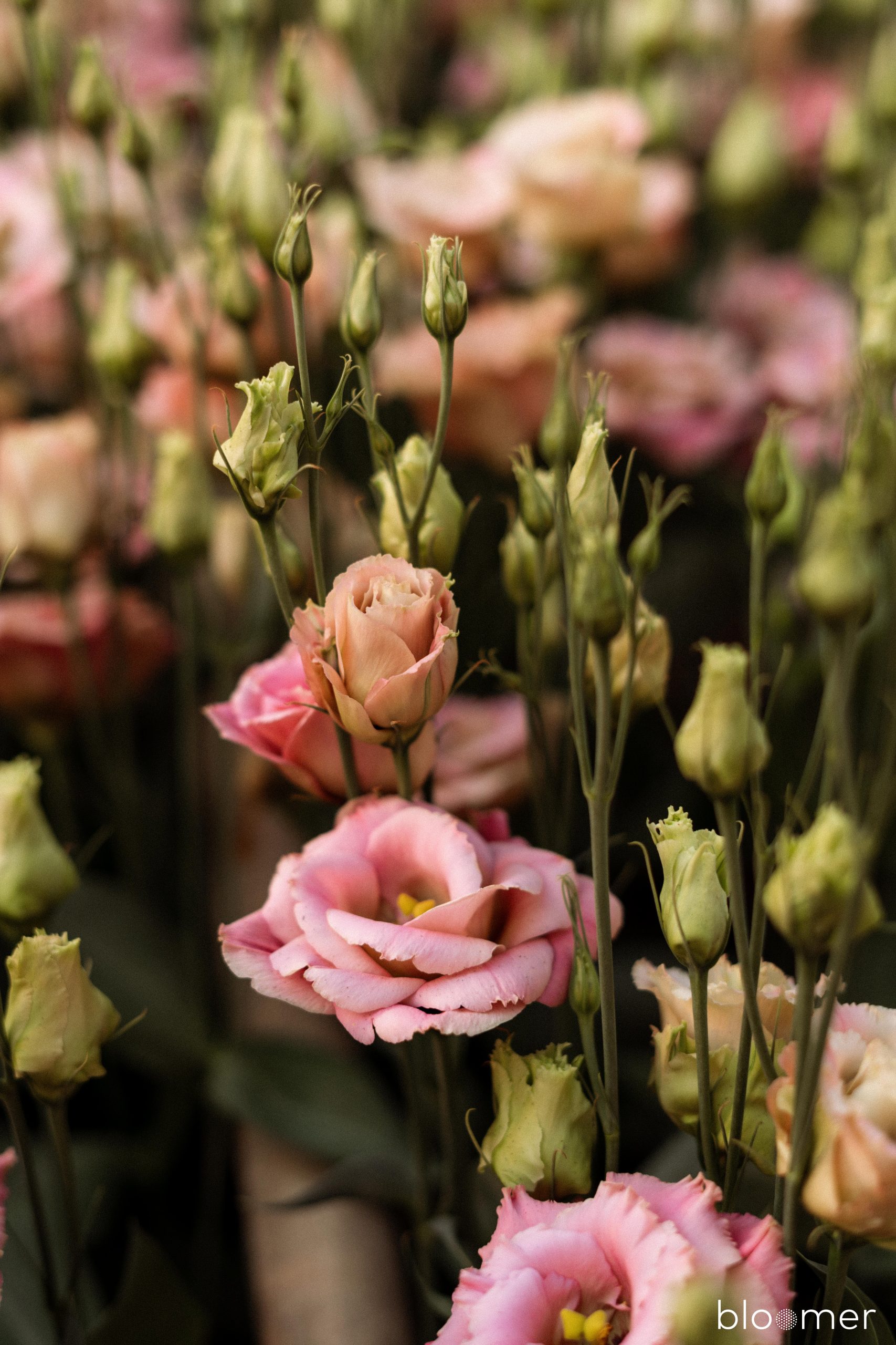 Lisianthus Montana