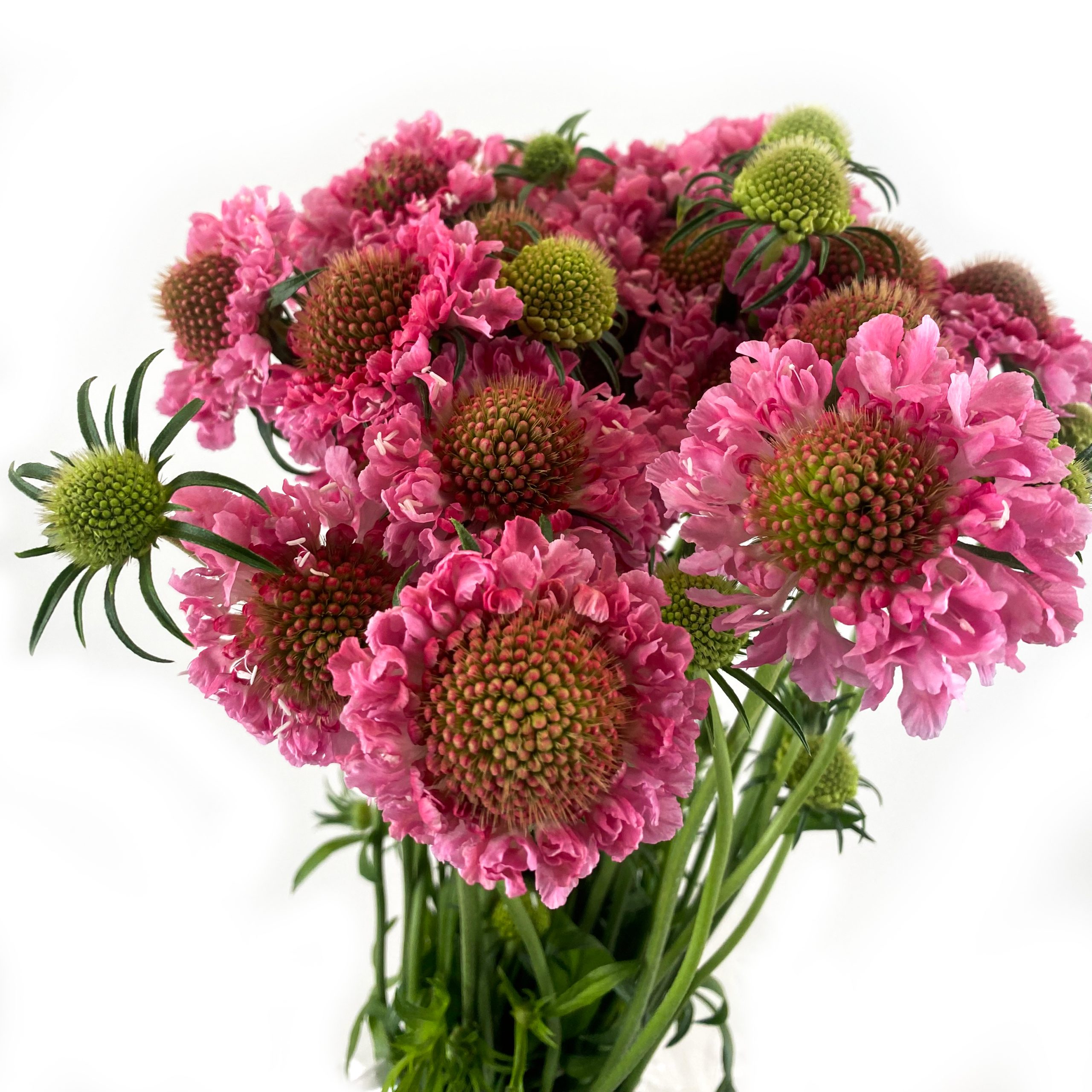 Scabiosa Candy Scoob