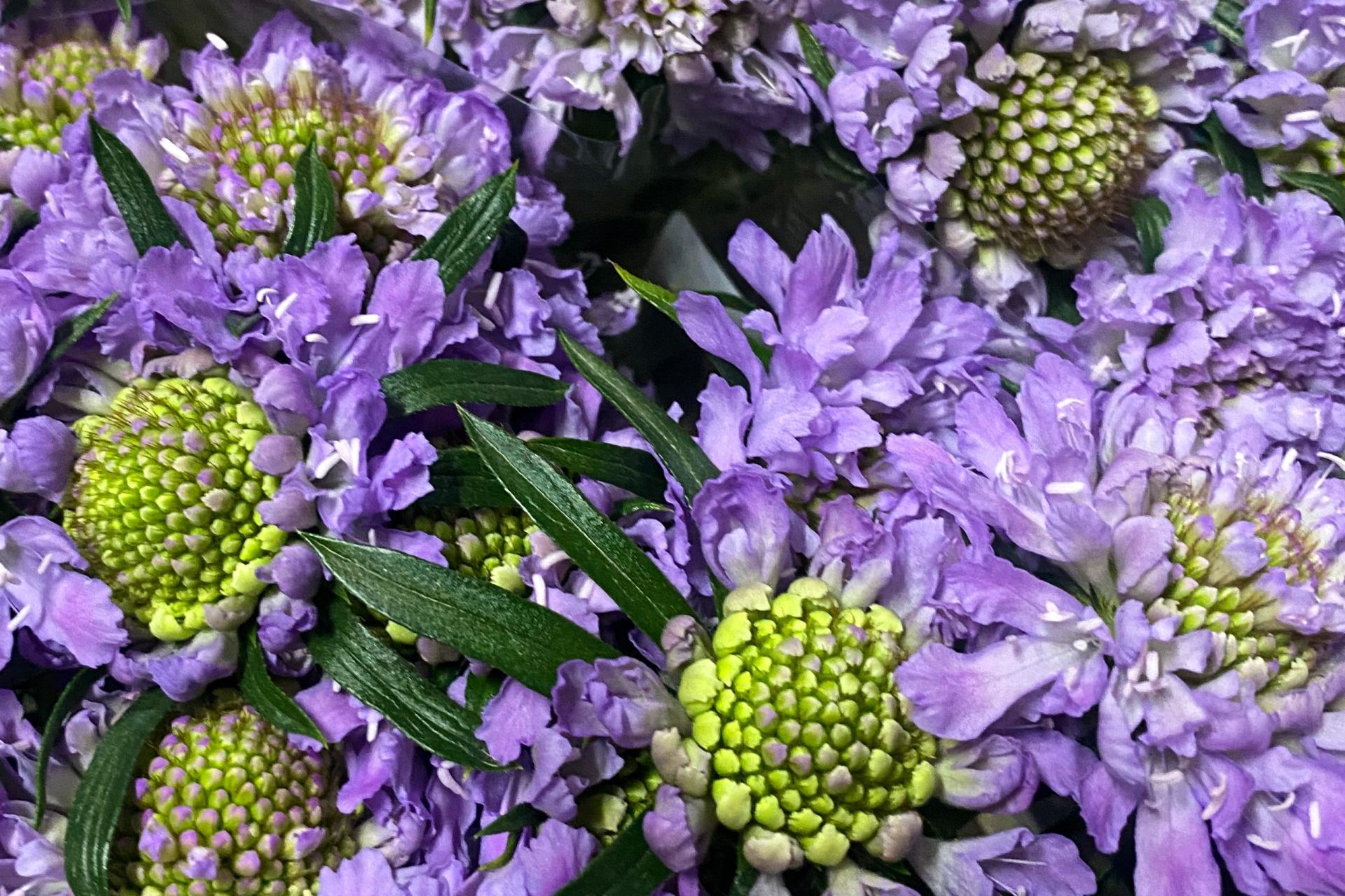 Scabiosa Lavender